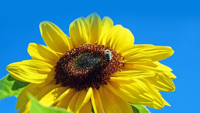 Skolēnu vasaras nodarbinātība. Saulespuķe