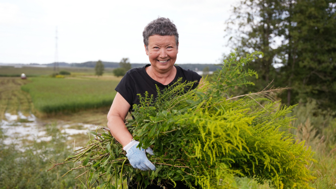 Foto melnā T-kreklā un biksēs ģērbusies sieviete ar īsiem, blondiem matiem stāv pļavā saņēmusi rokās lielu klēpi izravēto invazīvo Kanādas zeltslotiņu 