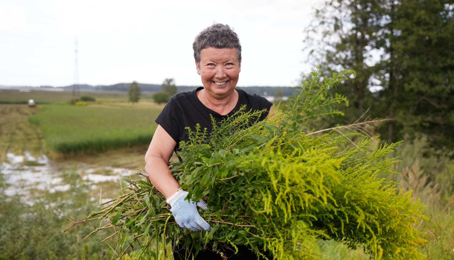 Foto melnā T-kreklā un biksēs ģērbusies sieviete ar īsiem, blondiem matiem stāv pļavā saņēmusi rokās lielu klēpi izravēto invazīvo Kanādas zeltslotiņu 
